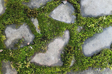 moss on the background of the road, paving stones