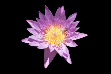 Lotus black background