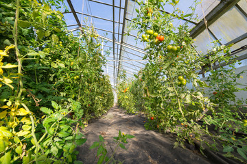 Bio Tomaten frisch aus dem Gewächshaus