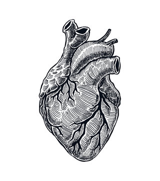 Human Heart Drawing by Mahsa Khazeni | Saatchi Art-saigonsouth.com.vn