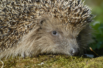 Europäischer Igel