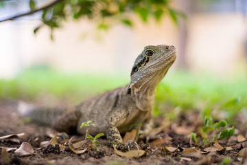 Eastern water dragon is a common reptile on the Gold Coast, Queensland.
