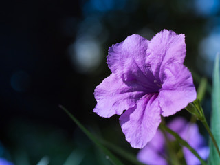 Obraz premium Violet Britton’s Wild Petunia or Mexican Bluebell flower.