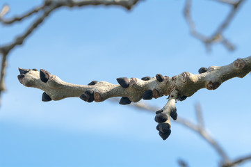 Budding Ash tree in spring.
