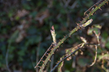 Black berry blossom in spring.