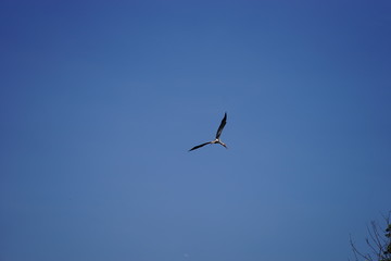 Birds are beautiful birds.