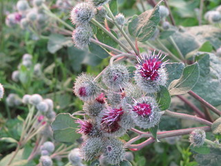 Prickly grass.  Village. Bryansk district. (The Vast Russia! Sergey, Bryansk.)