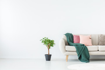 Plant in white living room