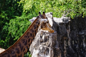 Giraffe is the largest terrestrial animal in the world.