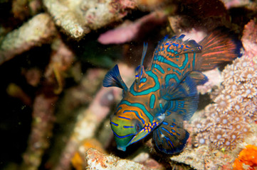 clown fish underwater 