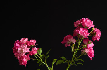 Little pink roses, black background