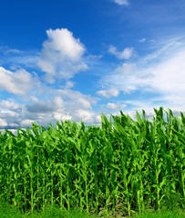 Cornfield with Clouds on Bright Summer Day