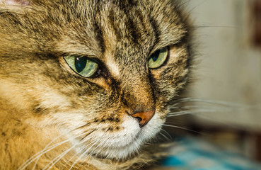 portrait of a cat