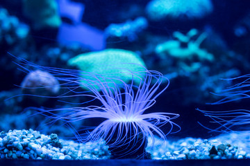 Obraz premium underwater life 