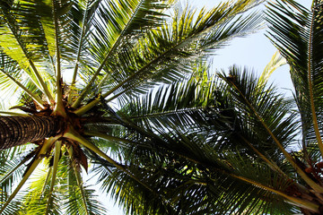 The view on the coconut palm trees on a background of a blue sky. Bangkok, Thailand.
