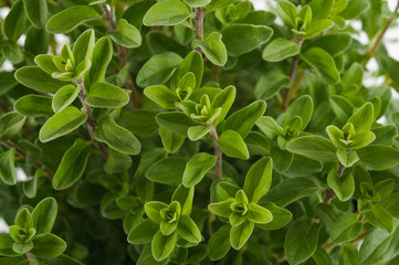 Fototapeta na wymiar marjoram or oregano plants background