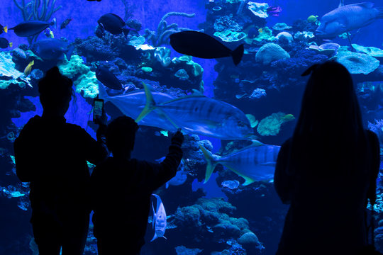Silhouettes of people in Oceanarium
