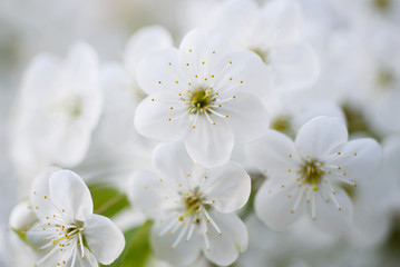 Obraz premium Blossoming of cherry flowers in spring time with green leaves and copyspace, macro