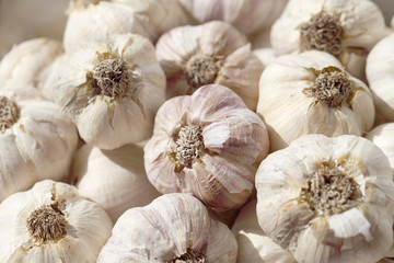 Garlic. Background of beige and white from vegetables.