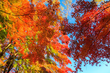 Red maple leaves in autumn season with blue sky blurred background, taken from Japan.
