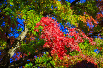 Red maple leaves in autumn season with blue sky blurred background, taken from Japan.