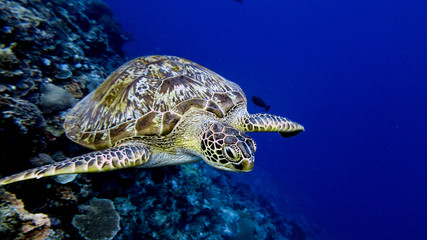 Turtle from indonesia