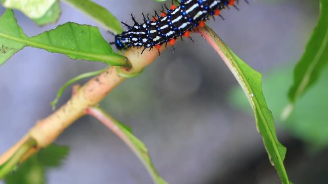 caterpillar worm striped black and white Walking eat on leaf  VDO 4K (Eupterote testacea, Hairy caterpillar)