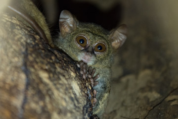 Tarsier from Indonesia
