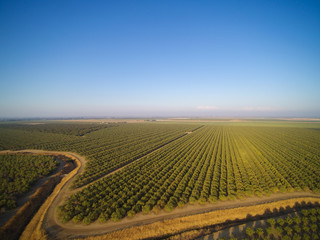 Beautiful aerial view of large almond orchard