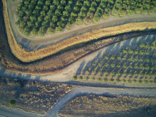 Beautiful aerial view of large almond orchard