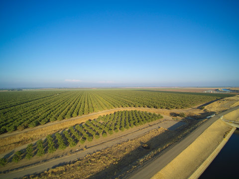 Beautiful Aerial View Of Large Almond Orchard