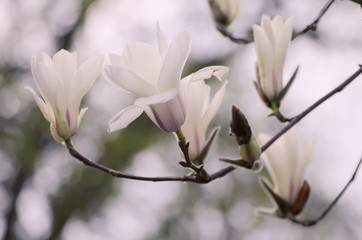 Blossoming of magnolia white flowers in spring time, retro vintage hipster image