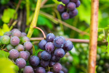 Bunches of grape in the vineyard. Selective focus. Shallow depth of field.