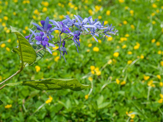  Petrea volubilis with pinto peanut