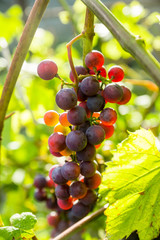 Bunches of grape in the vineyard. Selective focus. Shallow depth of field.