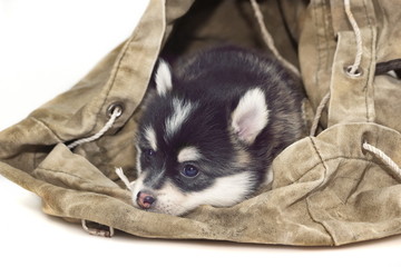 Funny Small Husky Puppy Doze In The Backpack White Isolated