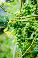 Bunches of grape in the vineyard. Selective focus. Shallow depth of field.