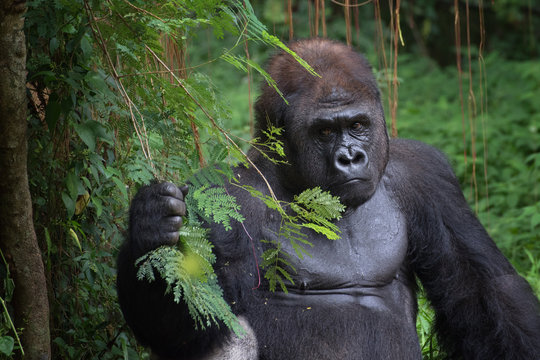 Portrait of a silverback gorilla, Rwanda