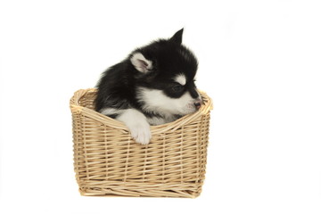 Funny Small Husky Puppy Doze In The Basket White Isolated