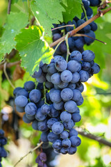 Grape bunch among leaves