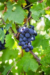 Grape bunch among leaves