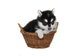 Fototapeta na wymiar Funny Small Husky Puppy Doze In The Basket White Isolated
