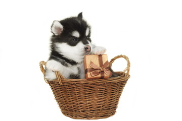 Fototapeta na wymiar Little Designer Puppy Husky or Small Pomsky Dog In Basket