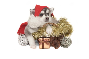 Little Designer Puppy Husky or Small Pomsky Dog In Basket