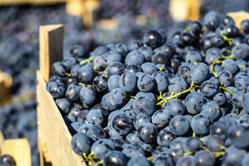 Grape harvest in crates