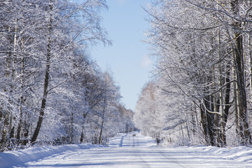 Winter road in snow forest and sun