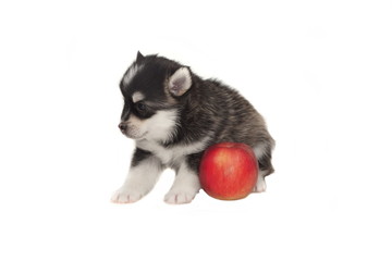 Fototapeta na wymiar Happy Small Husky Puppy On The Red Apple White Isolated