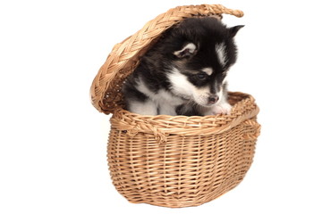 Fototapeta na wymiar Funny Small Husky Puppy Doze In The Basket White Isolated