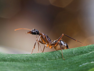 The African ant - working