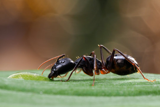 Giant African ant Camponotus fellah